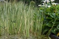 Variegated Sweet flag Acorus calamus Variegatus, in pond